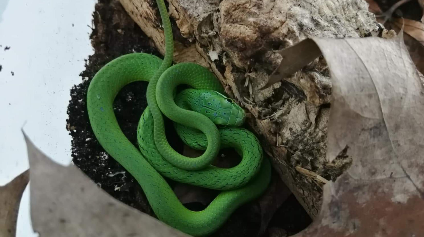 Gonyosoma prasinum