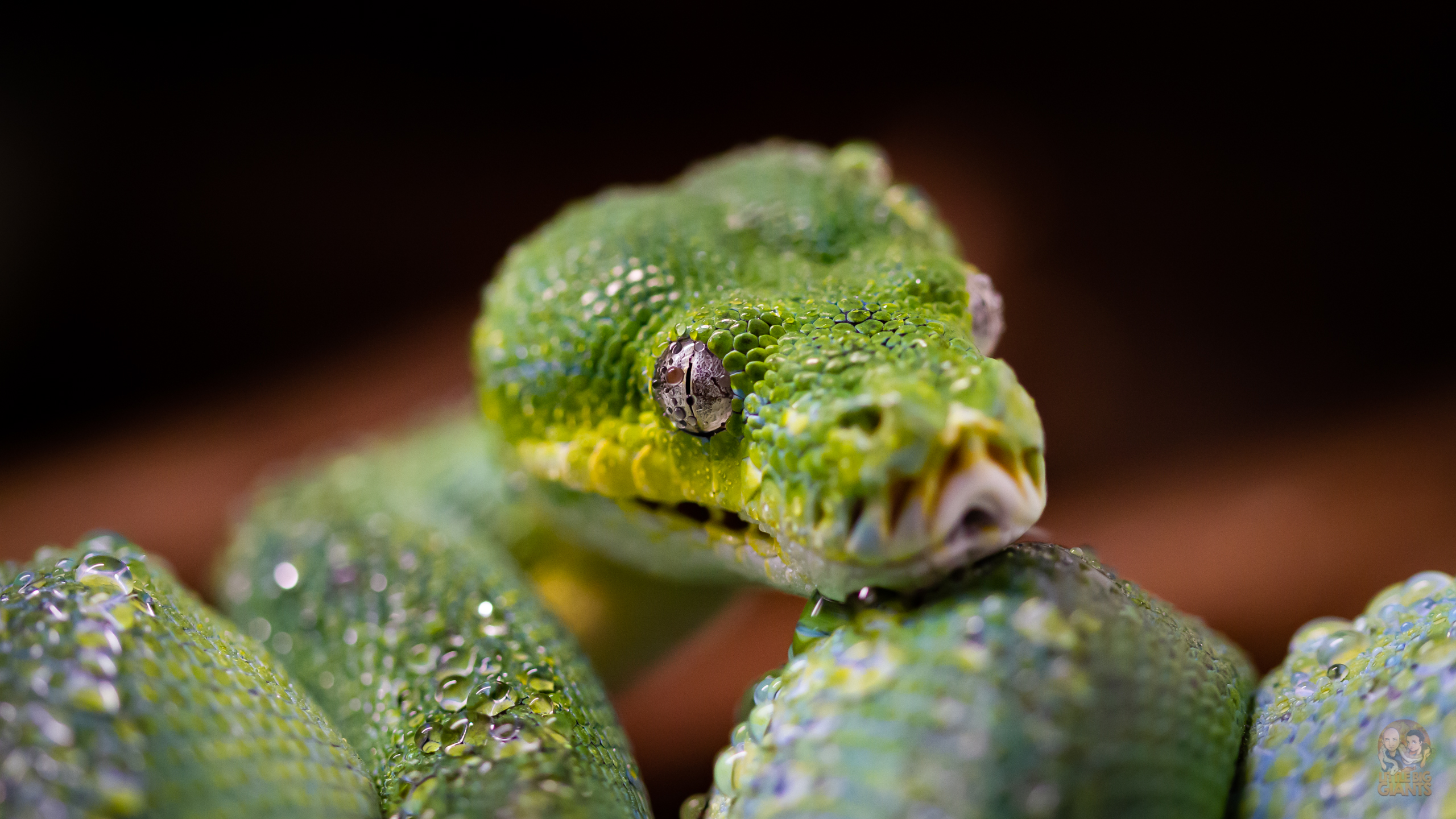 Pythons