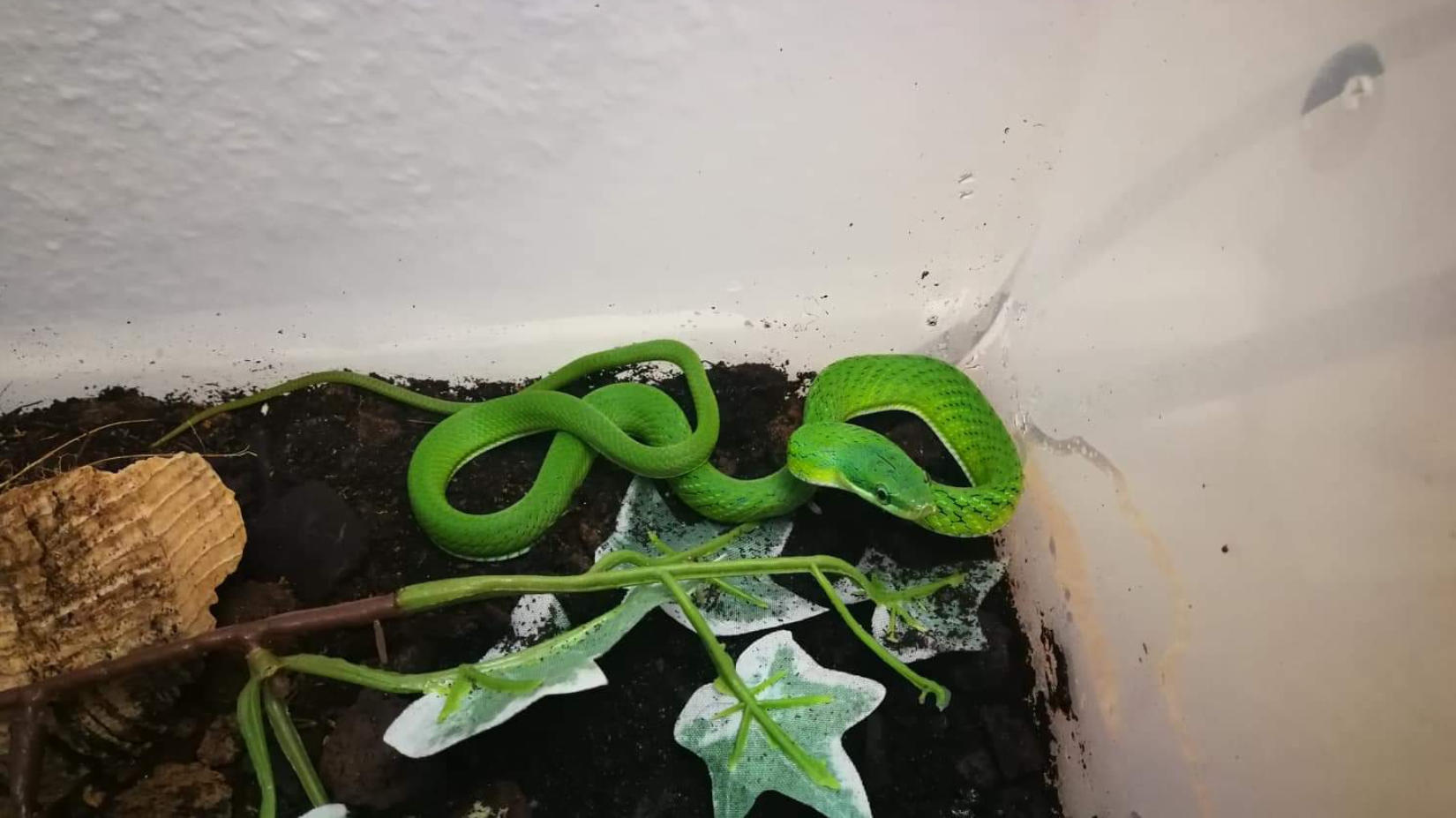 Gonyosoma prasinum