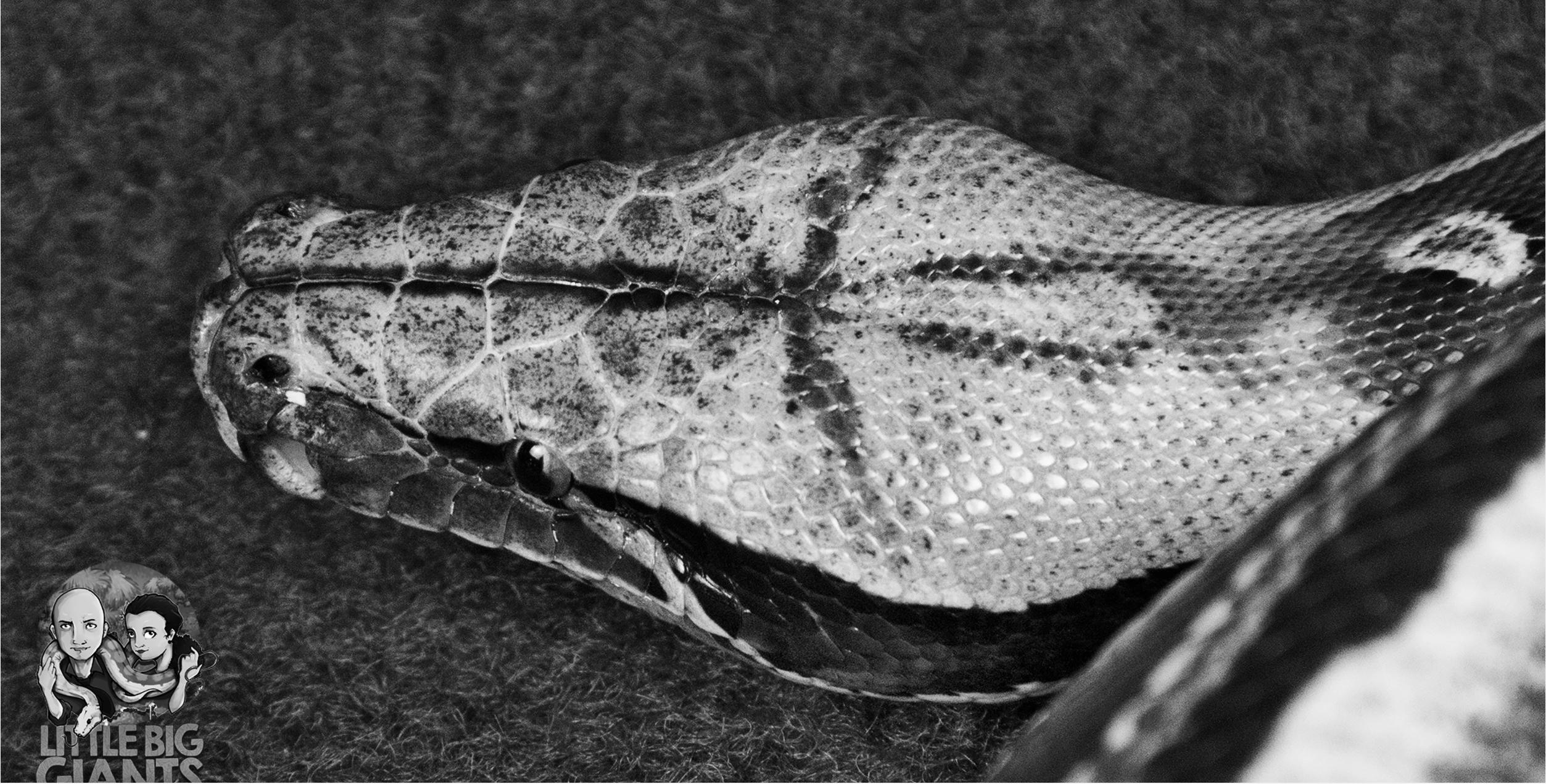 Kopf 0.1 Python Breitensteini