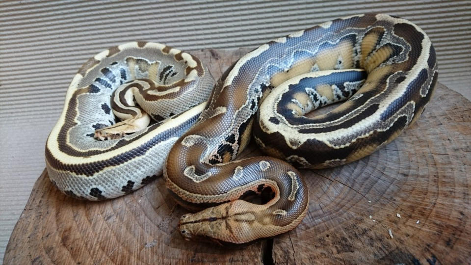 1.1 Python Breitensteini